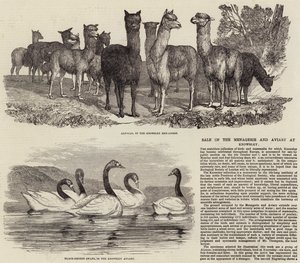 Verkauf der Menagerie und Voliere in Knowsley von English School